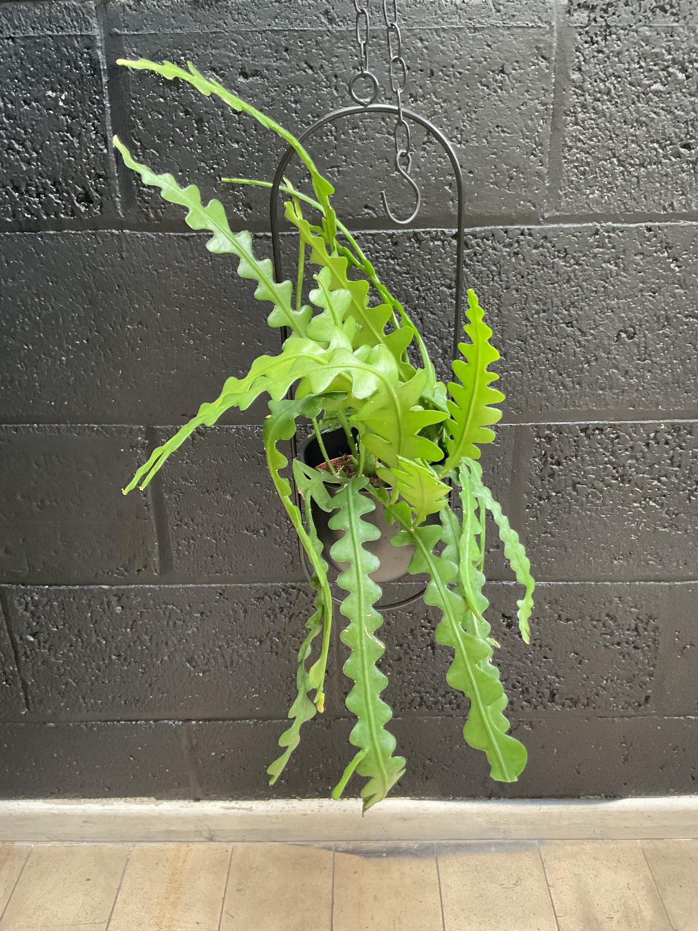 Disocactus anguliger - Fishbone cactus