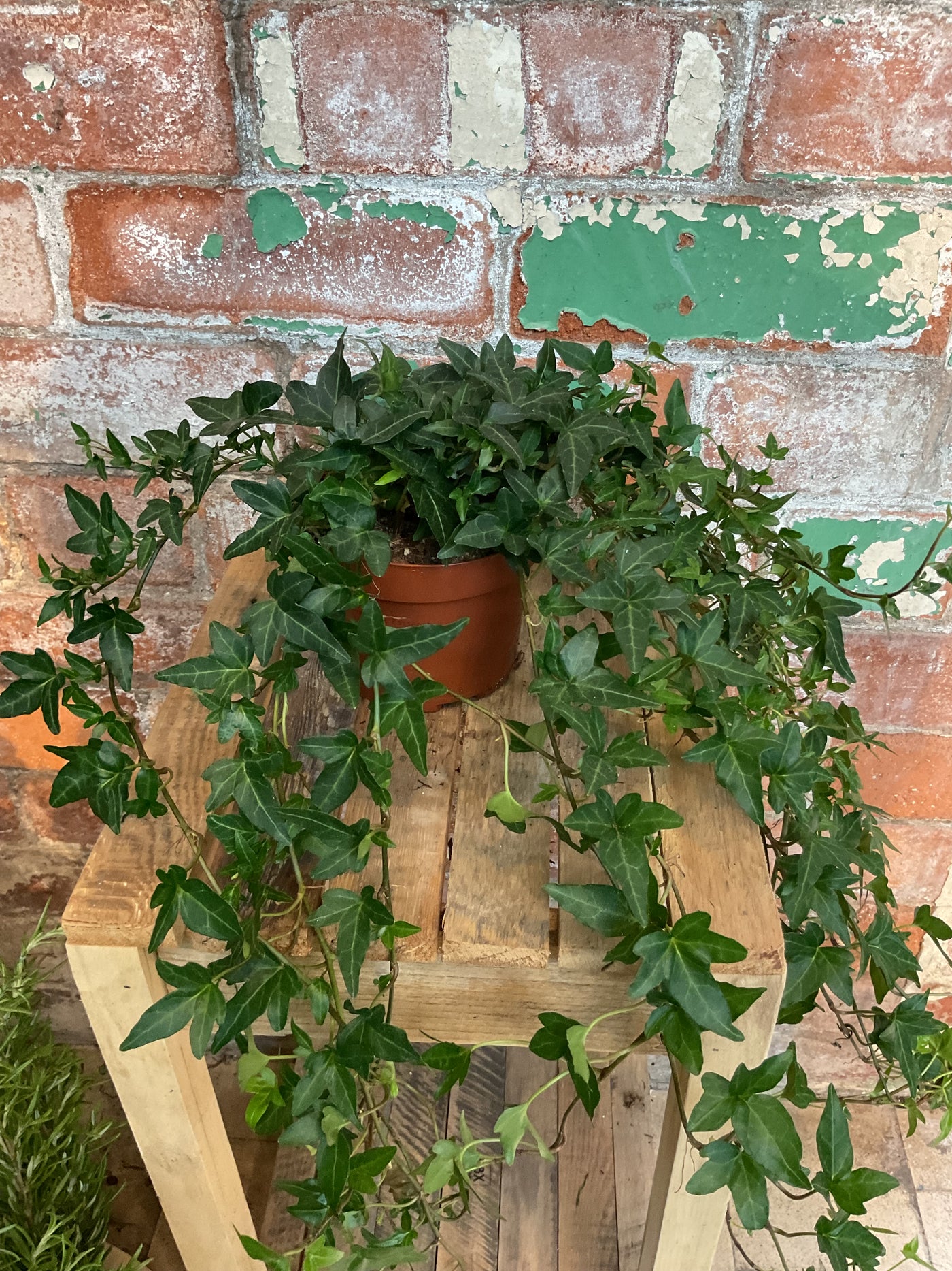 English ivy