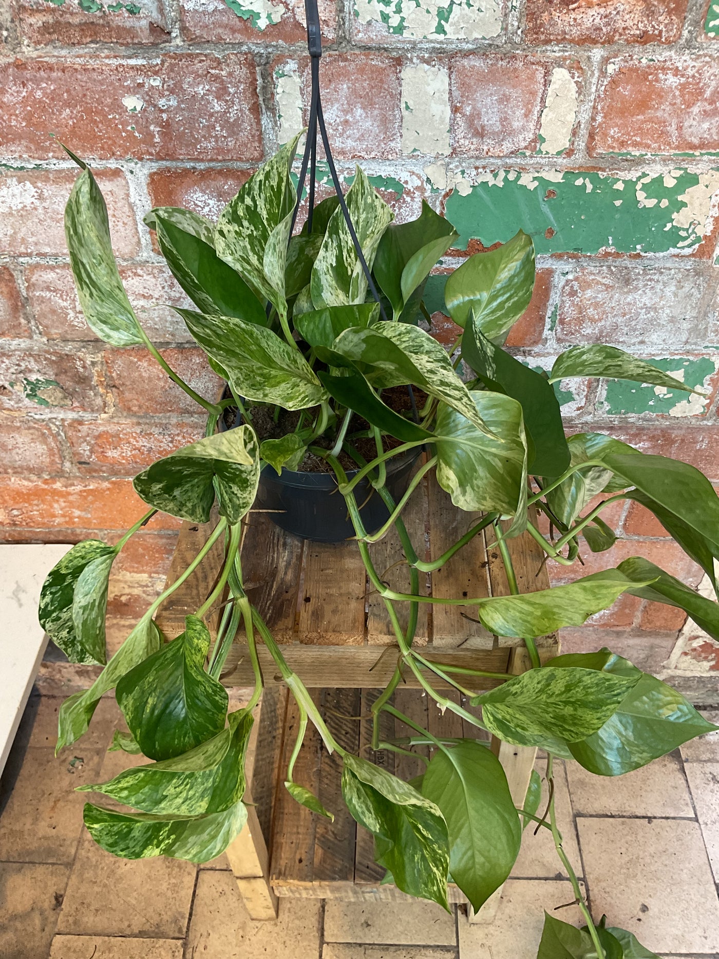 Epipremnum Aureum - Marble queen