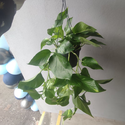 Golden Pothos