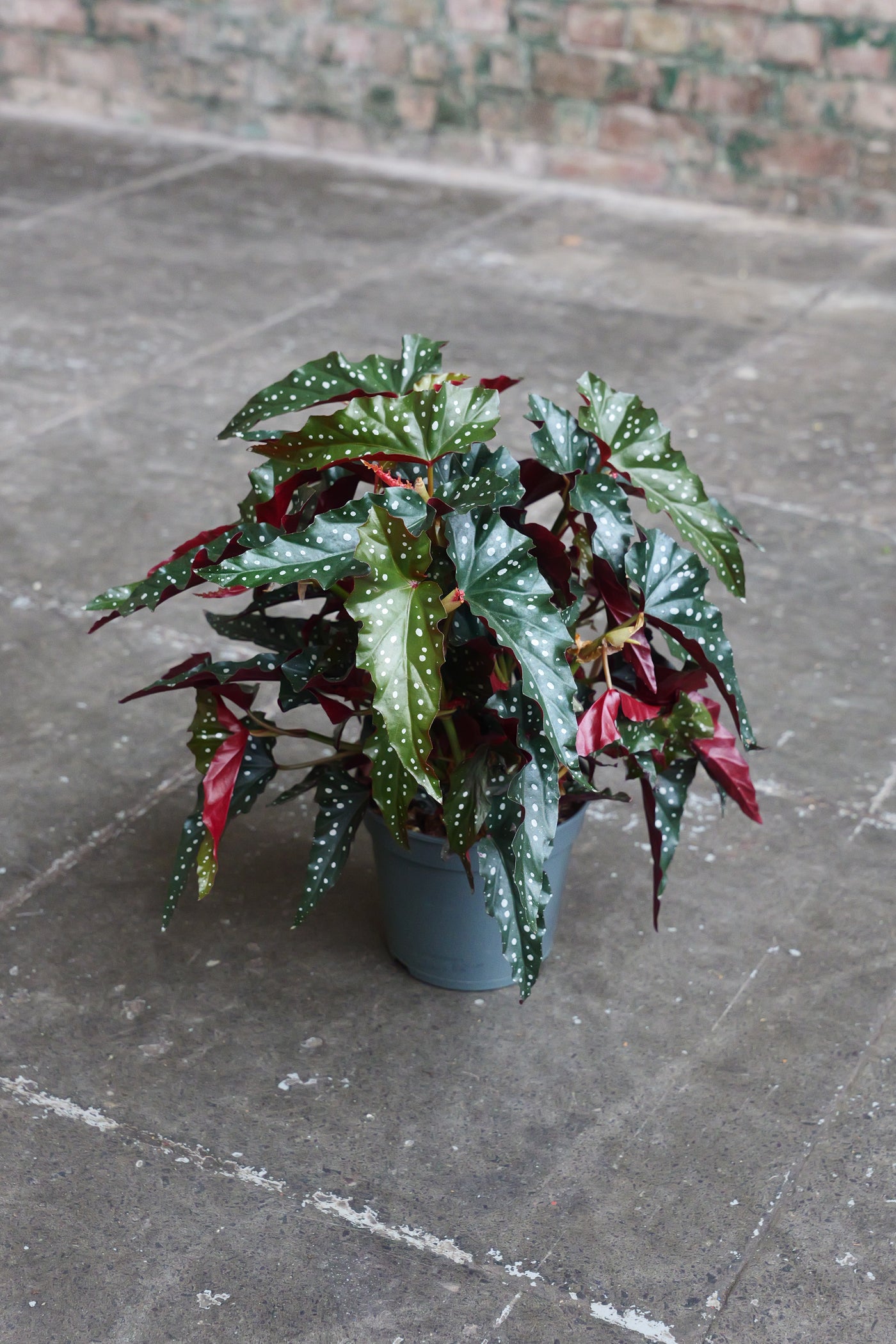 Begonia Maculata - Polka dot begonia