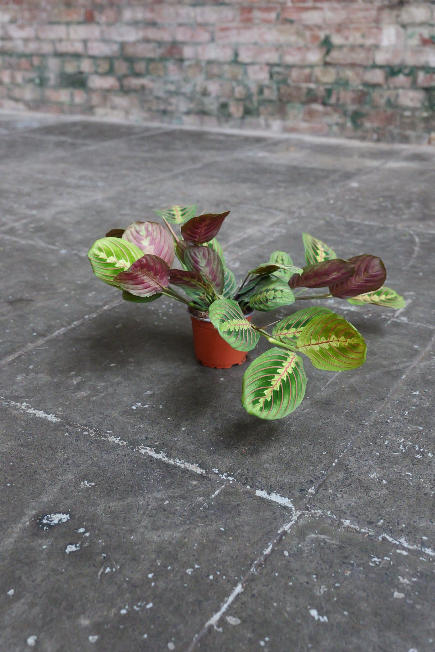 Maranta Fascinator tricolour