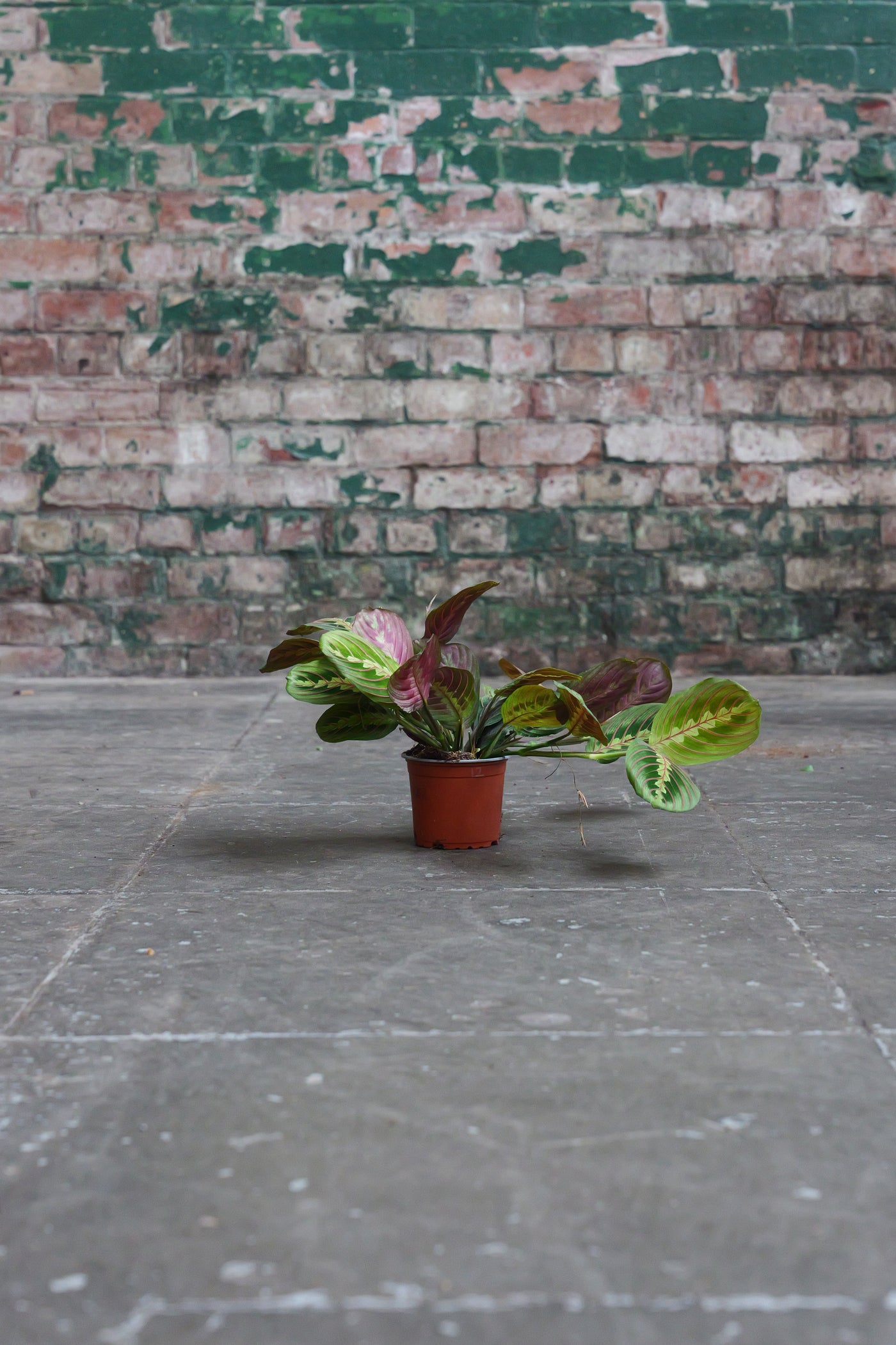 Maranta Fascinator tricolour