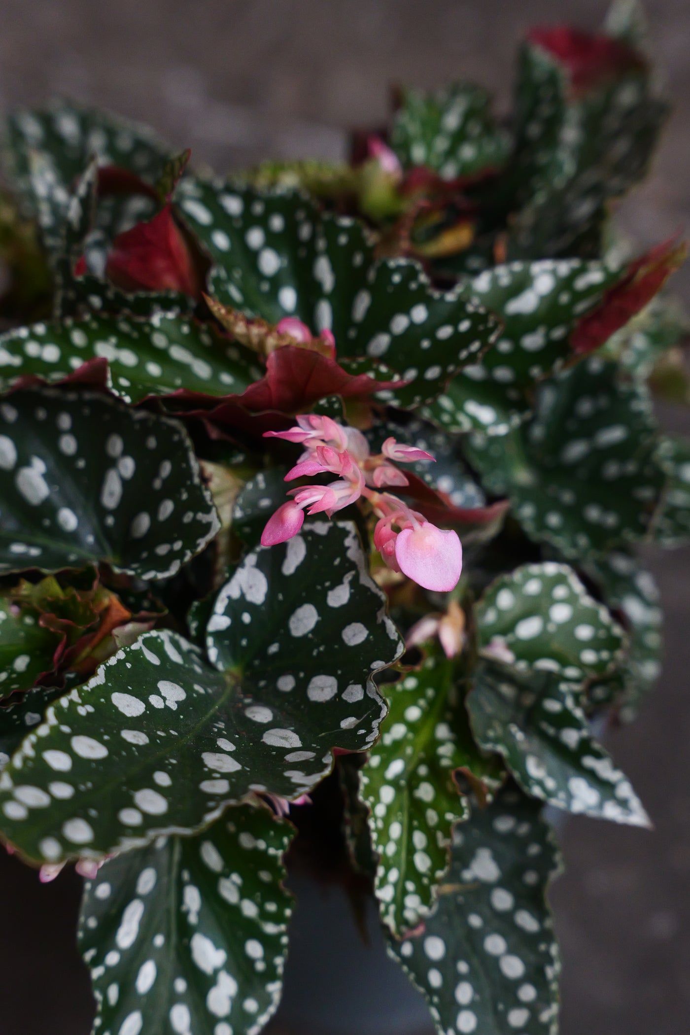 Begonia Maculata - Polka dot begonia