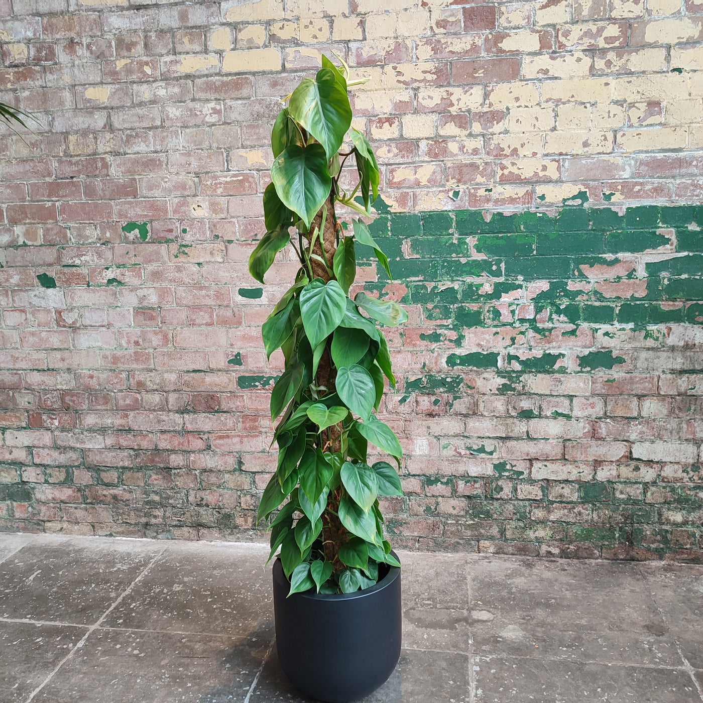 Heart shaped Philodendron