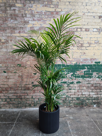 Howea forsteriana - Kentia palm