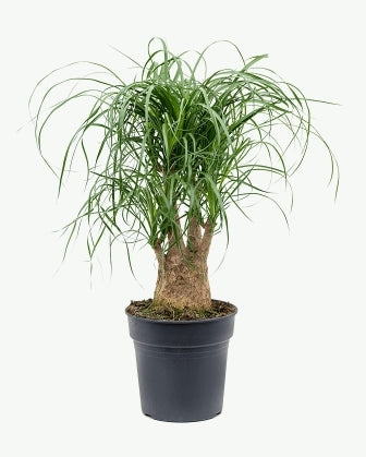 Ponytail Palm