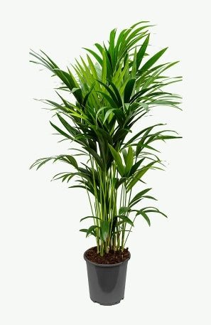 Howea forsteriana - Kentia palm