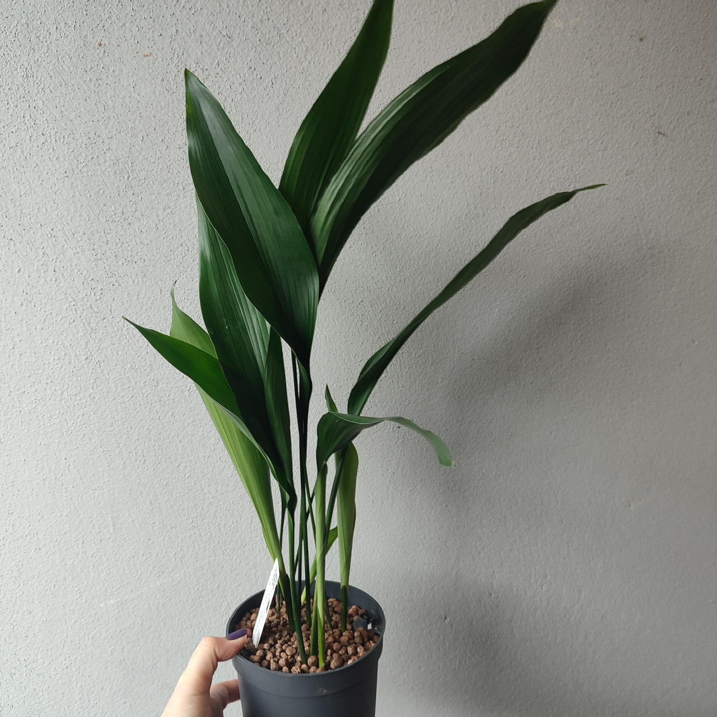 Aspidistra Elatior - Cast iron plant