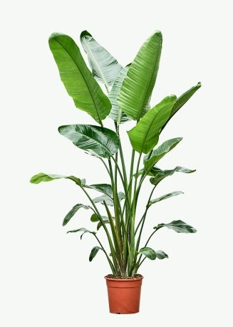 Strelitzia Reginae - Bird of Paradise