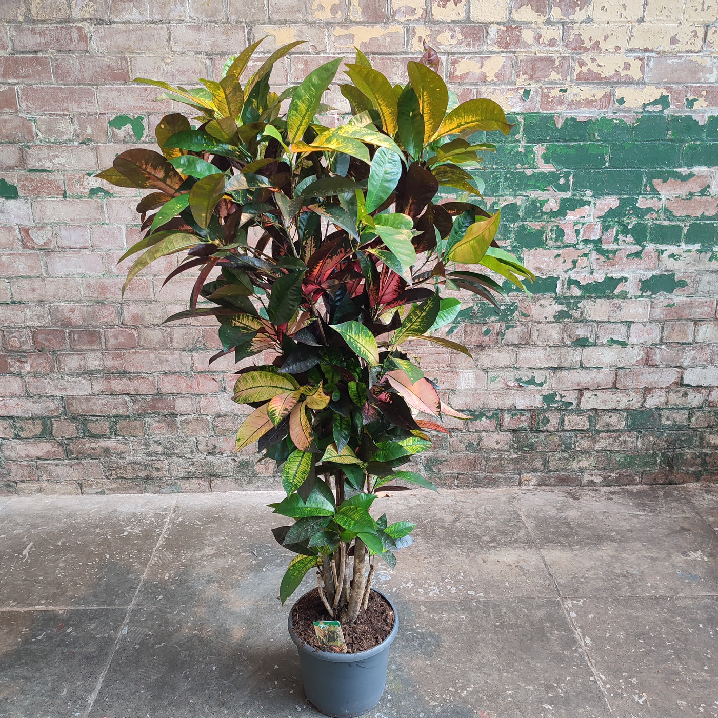 Croton