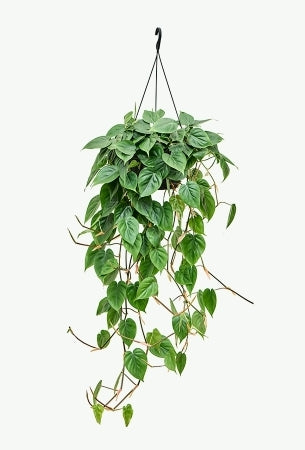 Philodendron hederaceum- Heart-shaped Philodendron