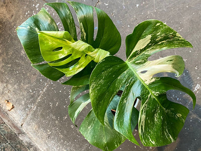 Monstera Thai constellation