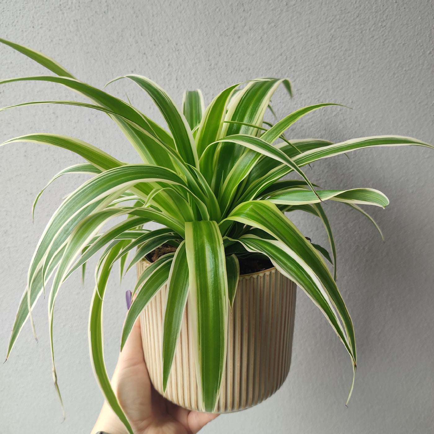Spider Plant