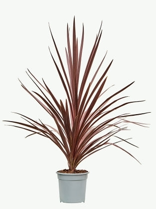 Cordyline australis red star