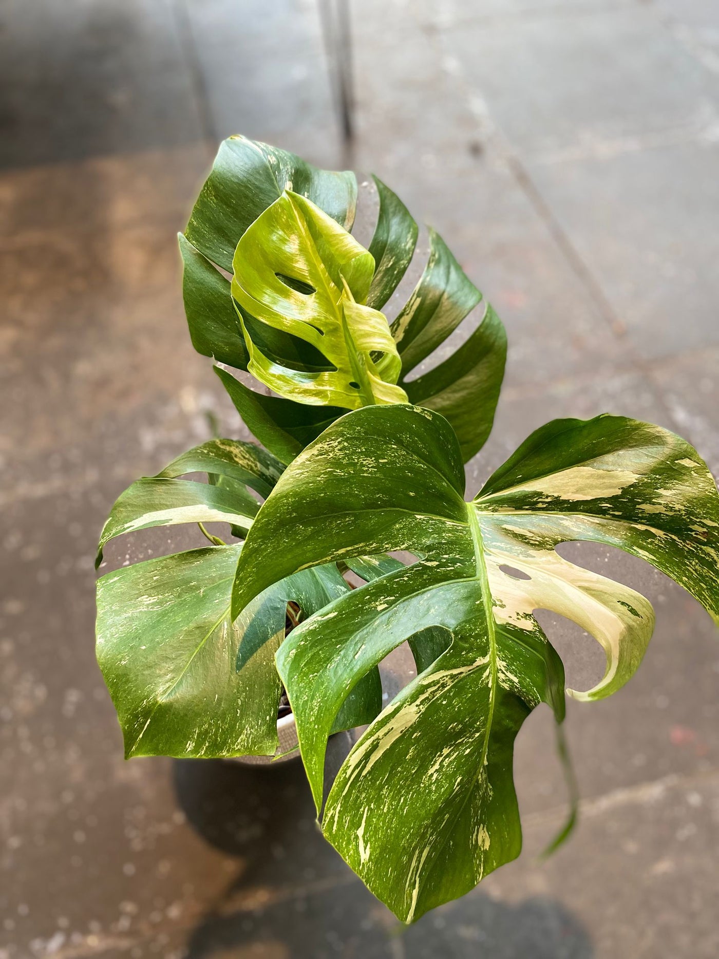 Monstera Thai constellation