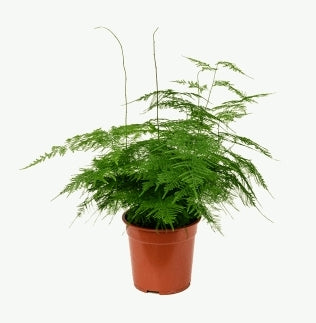 Asparagus setaceus - Asparagus fern