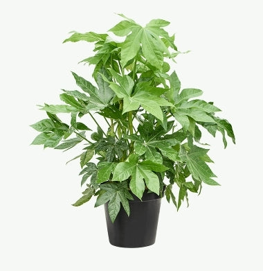Fatsia Japonica