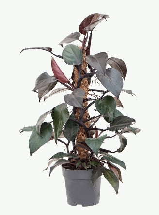 Philodendron new red