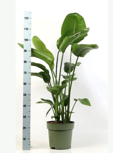 Strelitzia Reginae - Bird of Paradise