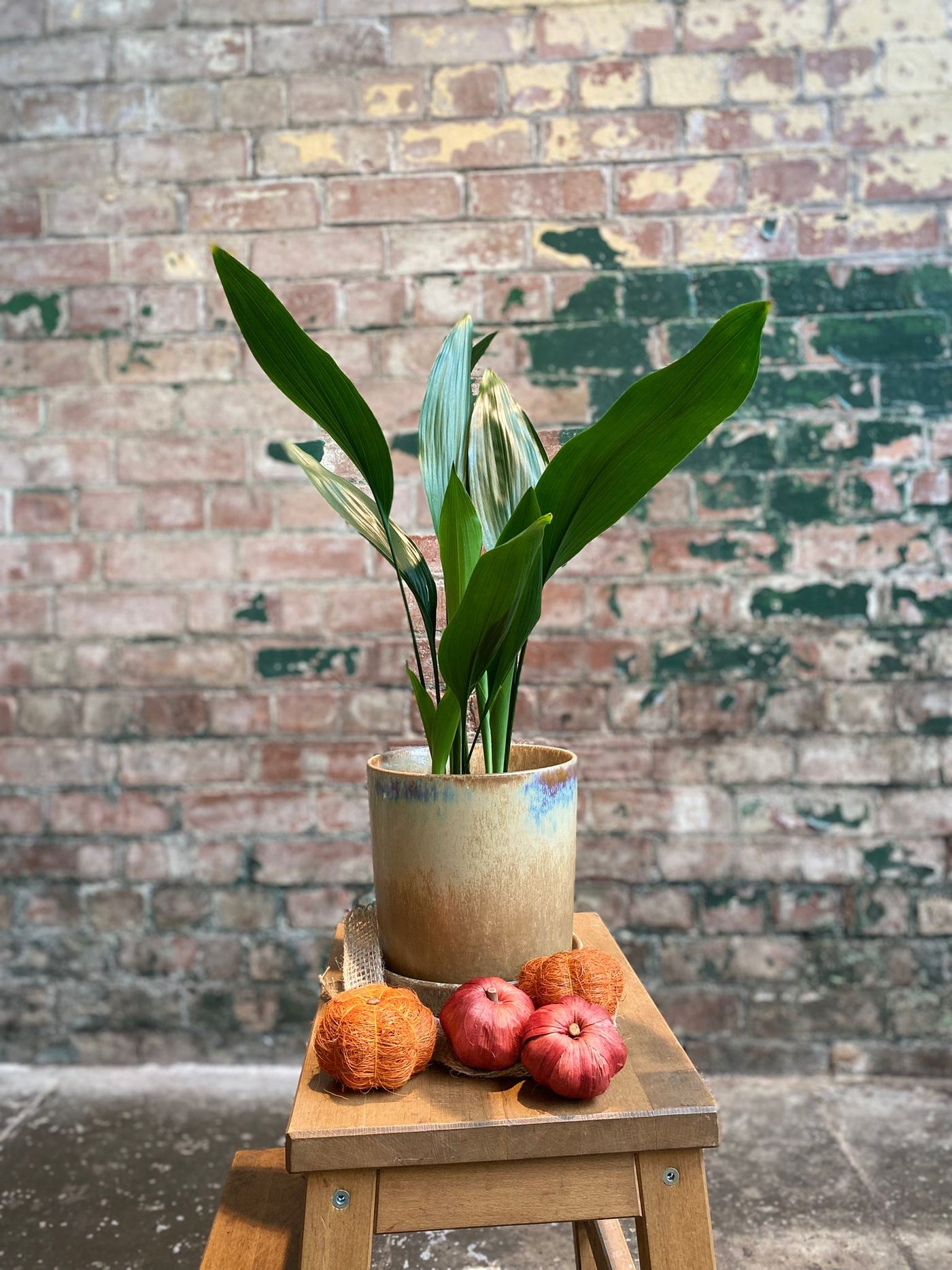 Aspidistra Elatior - Cast iron plant