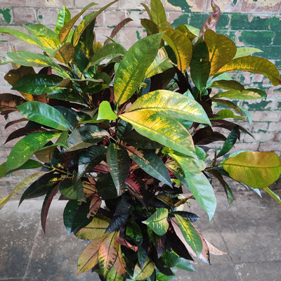 Croton