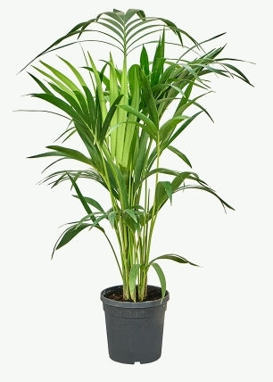 Howea forsteriana - Kentia palm