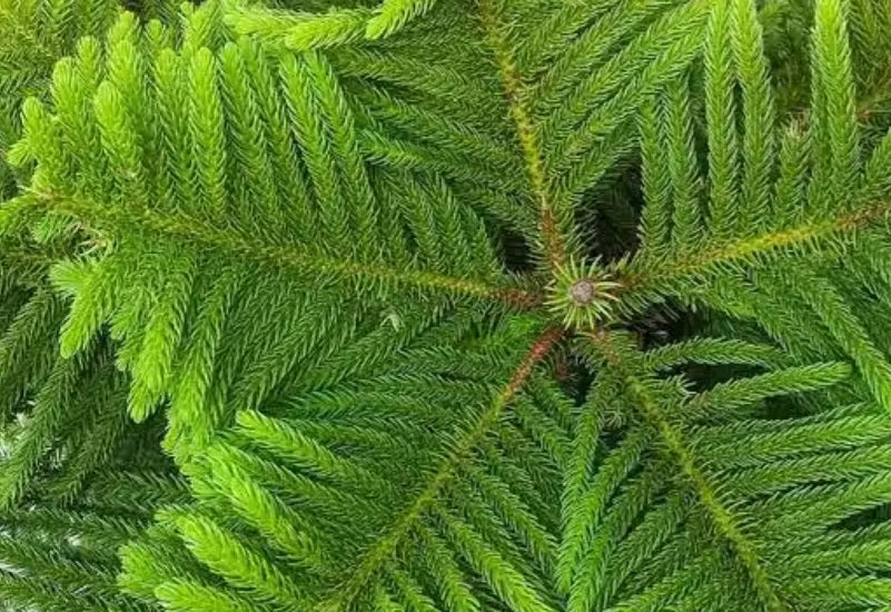 Araucaria Heterophylla - Norfolk pine