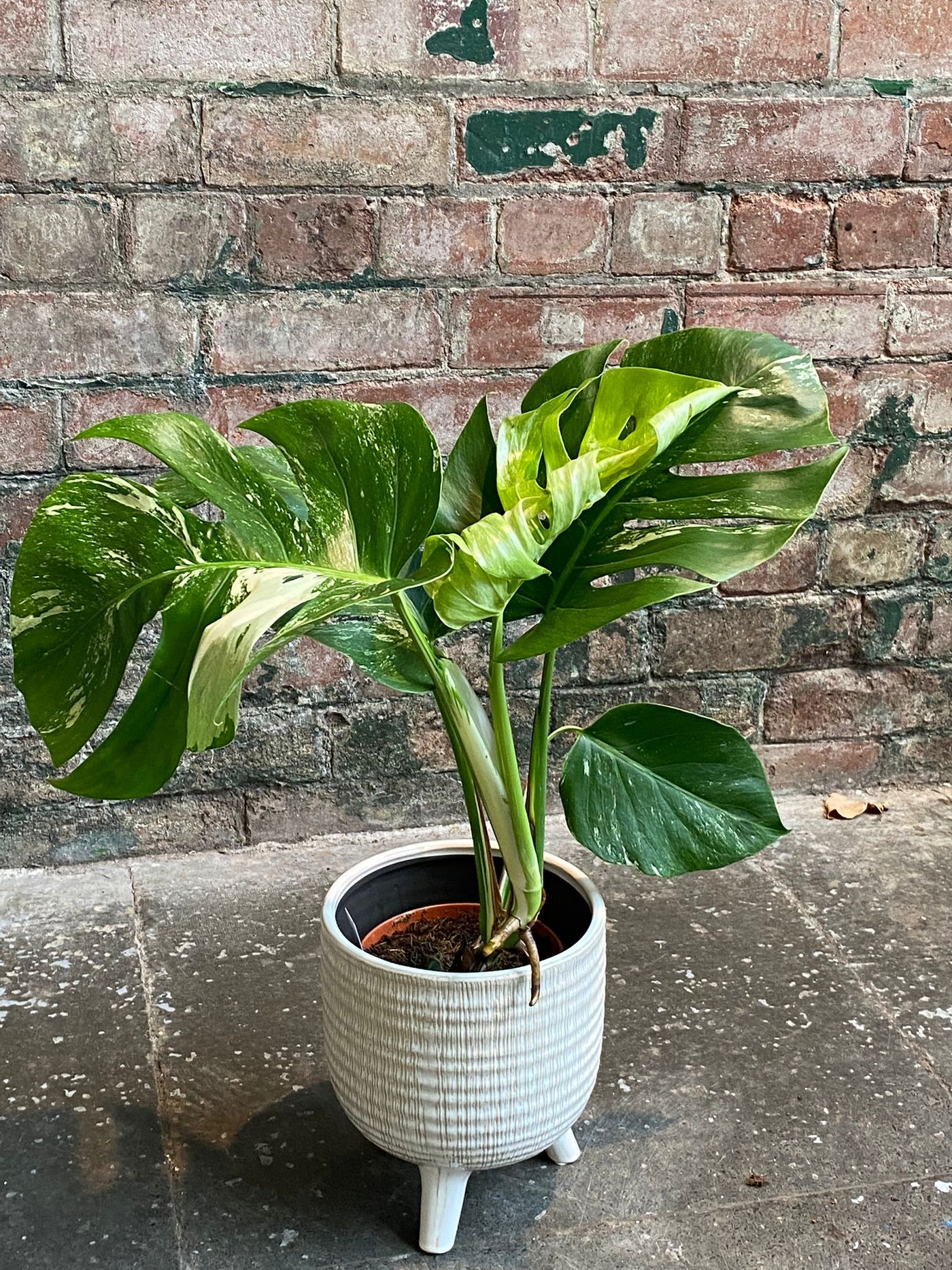 Monstera Thai constellation