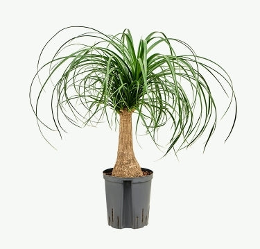 Ponytail Palm